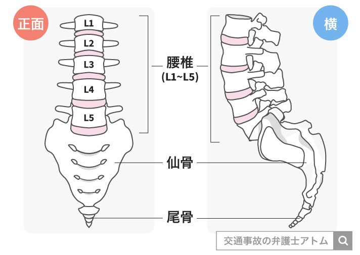 腰椎(L1~L5)