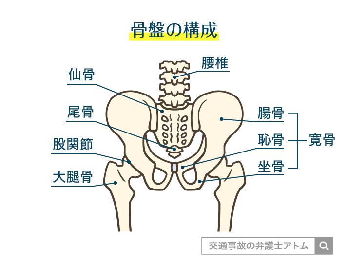骨盤の構成