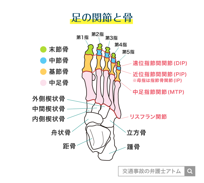 足の関節と骨